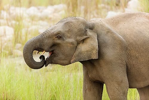 Asian Elephant drinking water-Corbett National Park-India Art Print